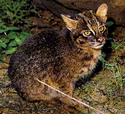 Illustration for article titled Caturday - Prionailurus bengalensis iriomotensis Edition